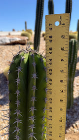 Stenocereus griseus column measured at about 44 inches tall with a yardstick