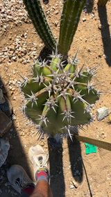 Crown of the Stenocereus griseus column with red-tipped new spines