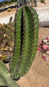 One of a kind Stenocereus queretaroensis Pitaya de Queretaro cactus 16 inches tall at Cactus Warehouse