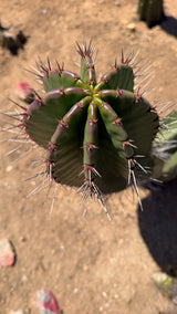 Stenocereus queretaroensis crown with nine ribs and red-purple new growth