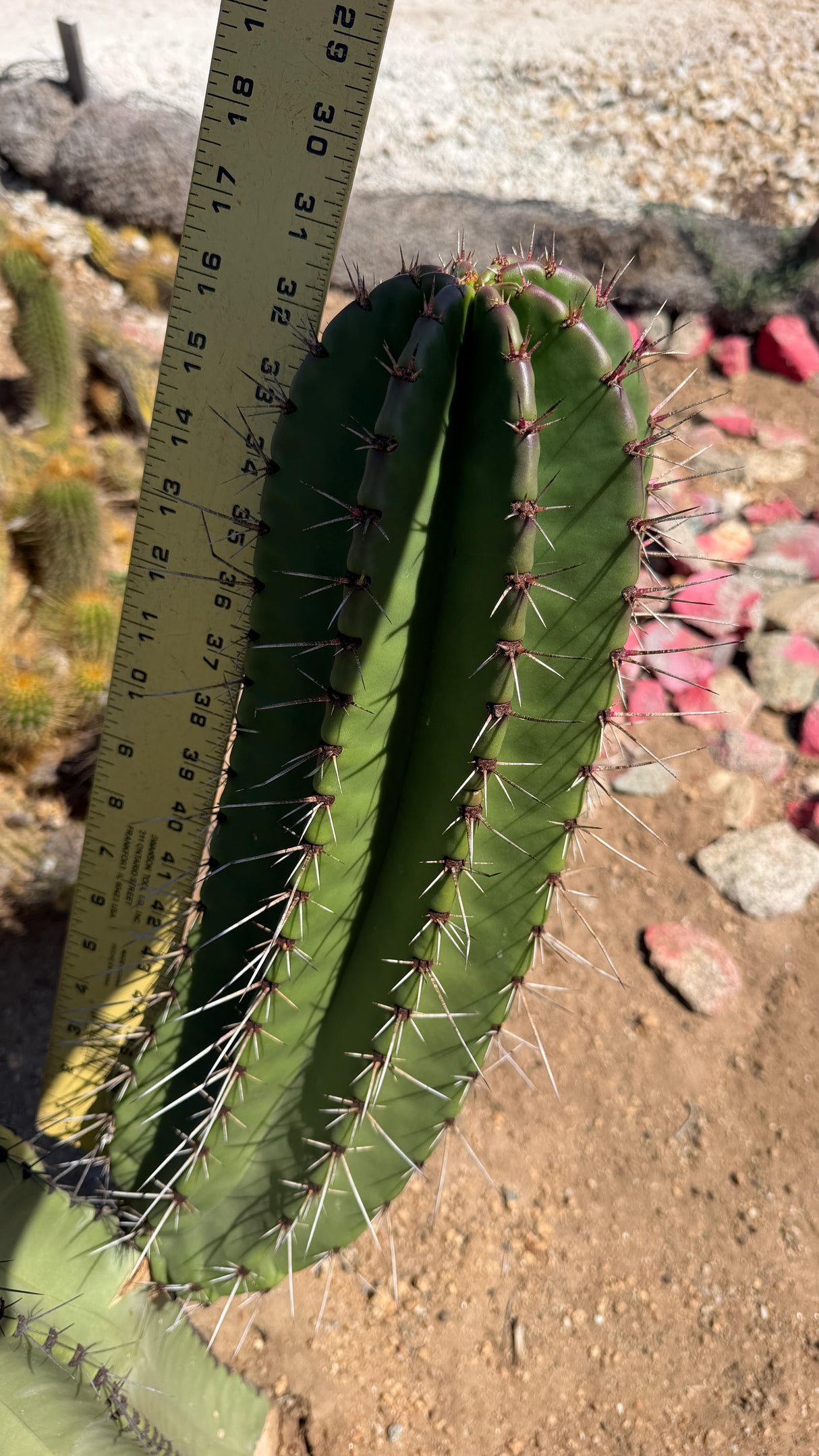 Stenocereus queretaroensis specimen measured at about 16 inches tall with a yardstick
