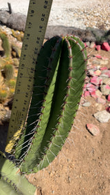 Stenocereus queretaroensis specimen measured at about 16 inches tall with a yardstick