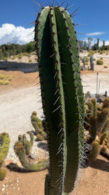 One of a kind Stenocereus queretaroensis Pitaya de Queretaro cactus cutting 34 inches tall at Cactus Warehouse