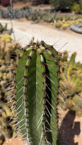 Stenocereus queretaroensis crown with black felted areoles and long red-brown spines