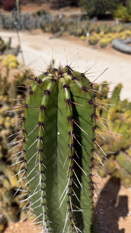 Stenocereus queretaroensis crown with black felted areoles and long red-brown spines