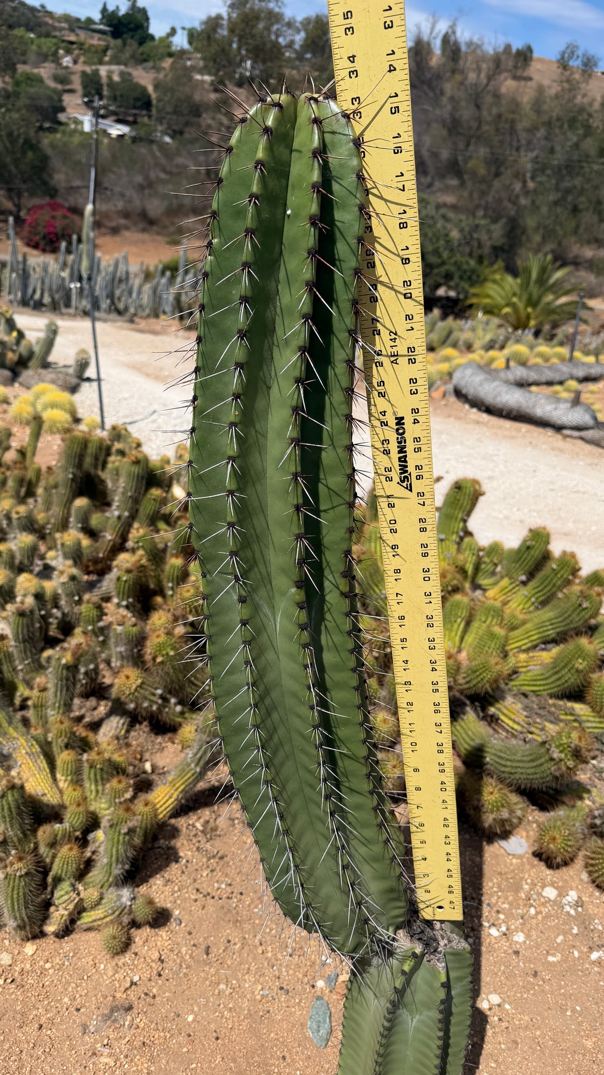 Stenocereus queretaroensis cutting measured at about 34 inches tall with a yardstick