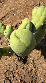 Close view of a smooth Trichocereus bridgesii monstrose node tip with a small healed scar