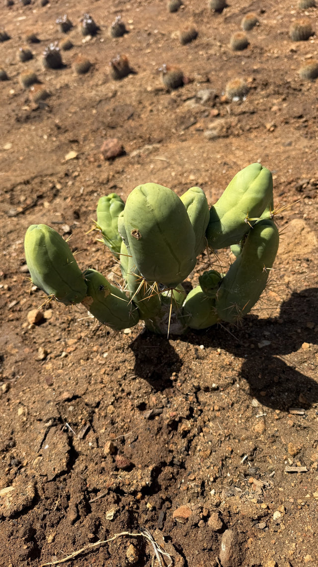 One of a kind Penis Cactus Trichocereus bridgesii monstrose rooted plant with 13 nodes at Cactus Warehouse