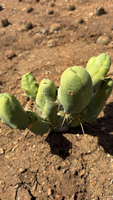 Penis Cactus side view showing smooth node tips and golden spines on the lower sections