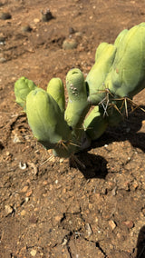 Penis Cactus nodes showing tan corky spots on one middle node