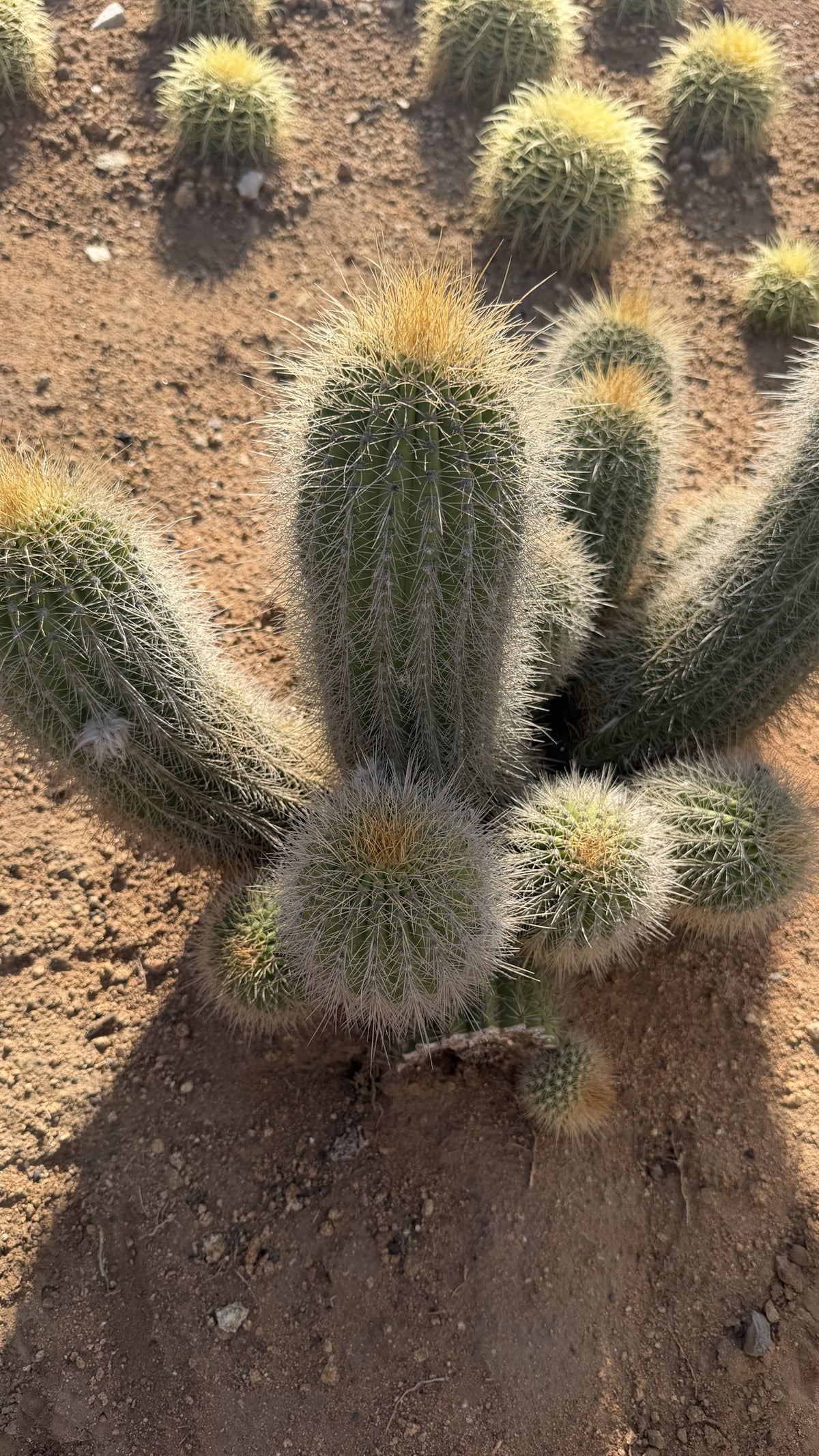 Close view of Trichocereus hybrid columns with fine white spines and golden crowns