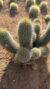 Close view of Trichocereus hybrid columns with fine white spines and golden crowns