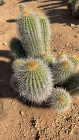 One of a kind yellow Trichocereus hybrid clump of 15 heads with white bristle spines at Cactus Warehouse