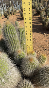 Trichocereus hybrid clump measured at about 16 inches tall with a yardstick