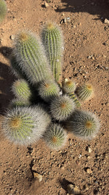 Side view of a yellow flowering Trichocereus hybrid clump about 16 inches tall