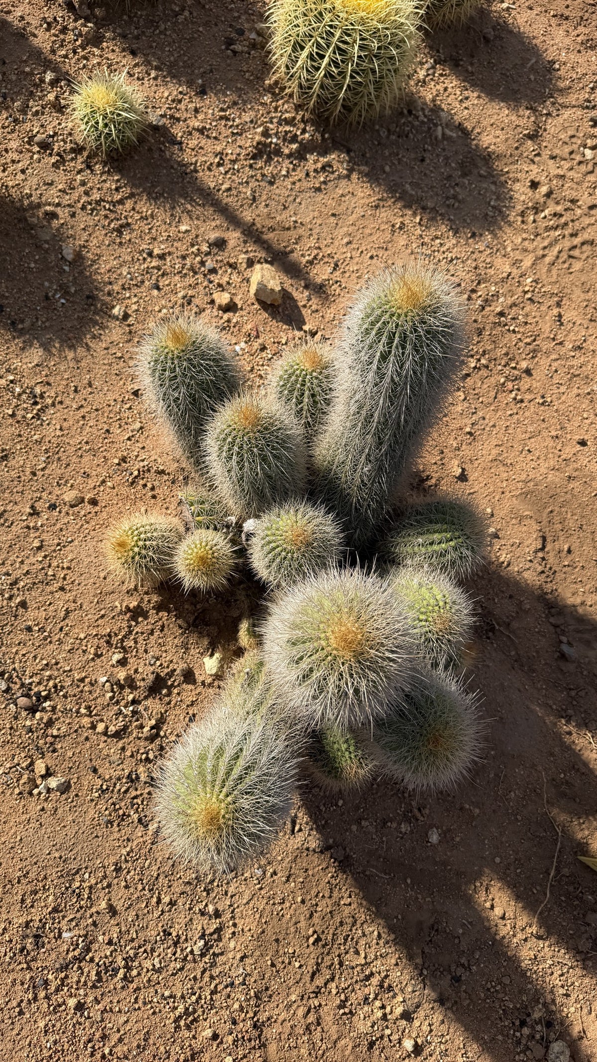 Top view of a 15 head Trichocereus hybrid clump with gold woolly crowns