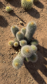 Top view of a 15 head Trichocereus hybrid clump with gold woolly crowns