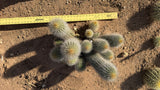 Trichocereus hybrid clump measured at about 16 inches wide with a yardstick