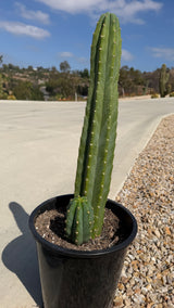 One of a kind rooted San Pedro cactus Echinopsis pachanoi 21 inches tall with a pup at the base at Cactus Warehouse