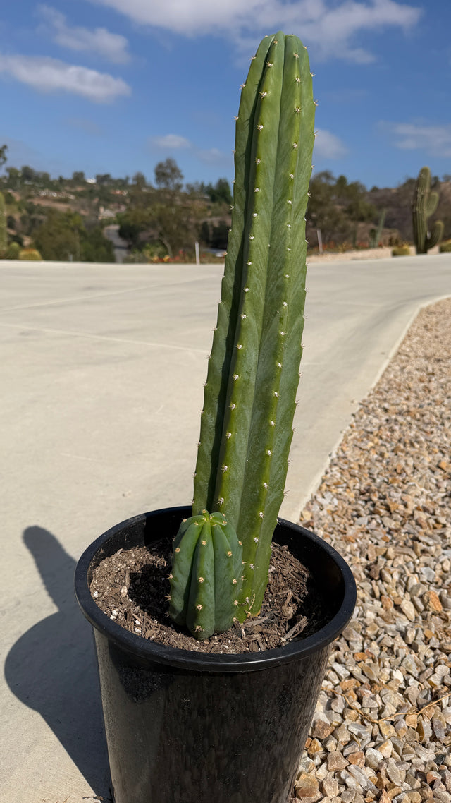 One of a kind rooted San Pedro cactus Echinopsis pachanoi 21 inches tall with a pup at the base at Cactus Warehouse