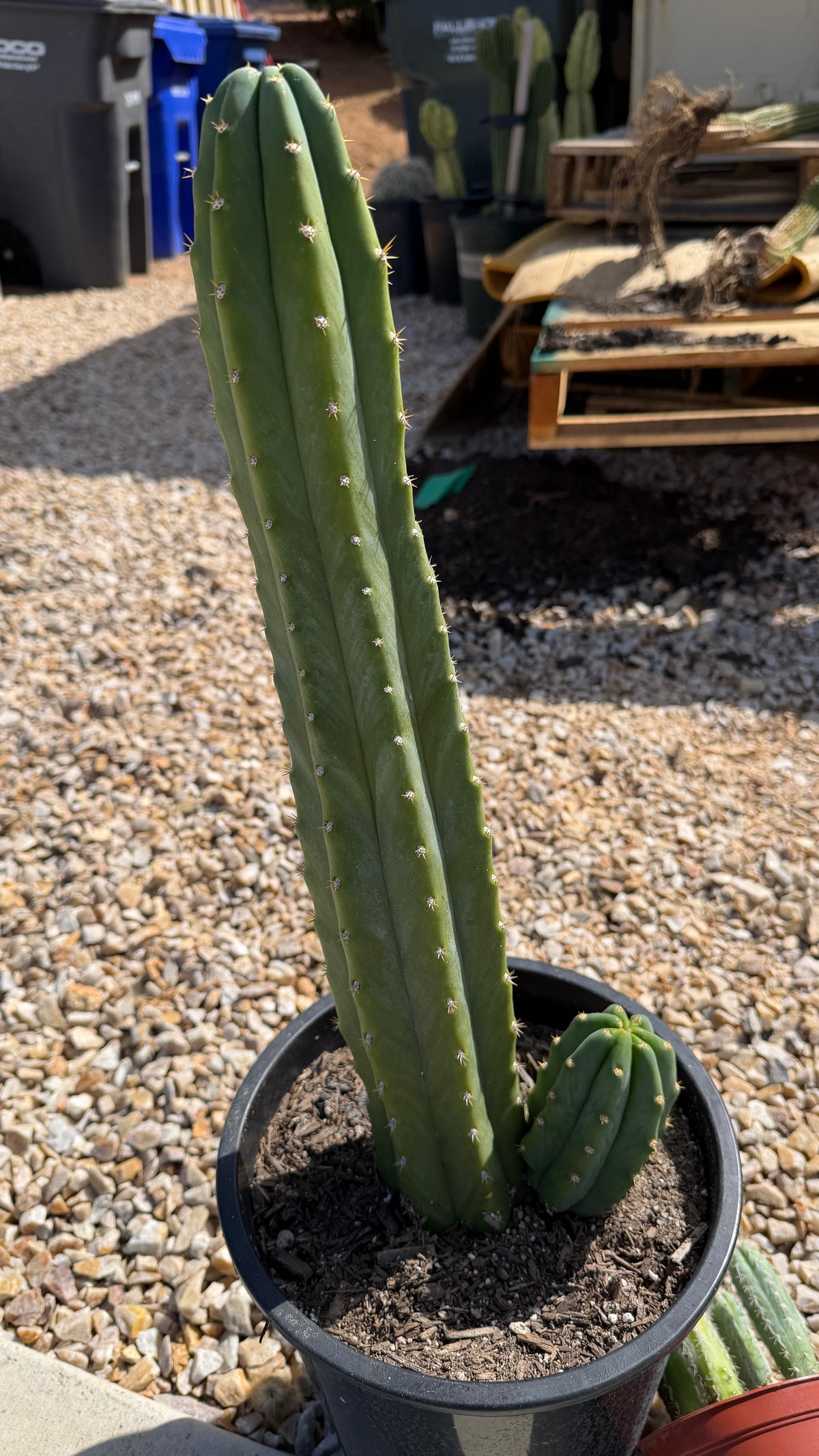 Side view of the 21 inch San Pedro cactus column with its 5 inch pup in a nursery pot