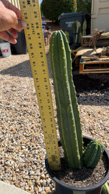 San Pedro cactus measured at about 21 inches tall with a yardstick