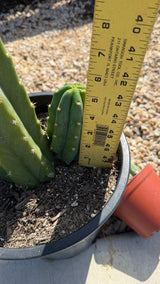 Close up of the 5 inch San Pedro pup at the base measured with a yardstick