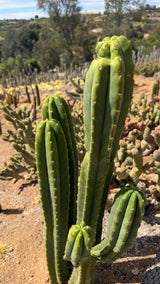 One of a kind San Pedro cactus Echinopsis pachanoi clump with five columns, three main stems and two off a branch, at Cactus Warehouse