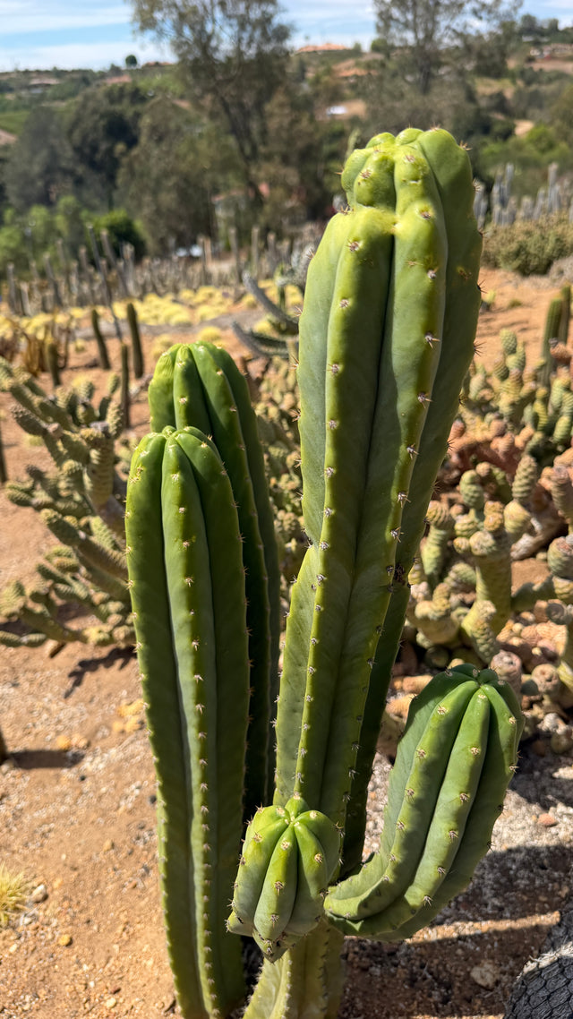 One of a kind San Pedro cactus Echinopsis pachanoi clump with five columns, three main stems and two off a branch, at Cactus Warehouse
