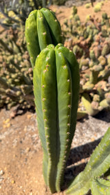 San Pedro cactus Echinopsis pachanoi column crowns with smooth blue-green ribs and short spines