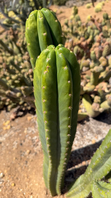 San Pedro cactus Echinopsis pachanoi column crowns with smooth blue-green ribs and short spines