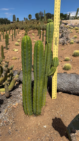 San Pedro cactus five column clump measured at about 30 inches tall with a yardstick