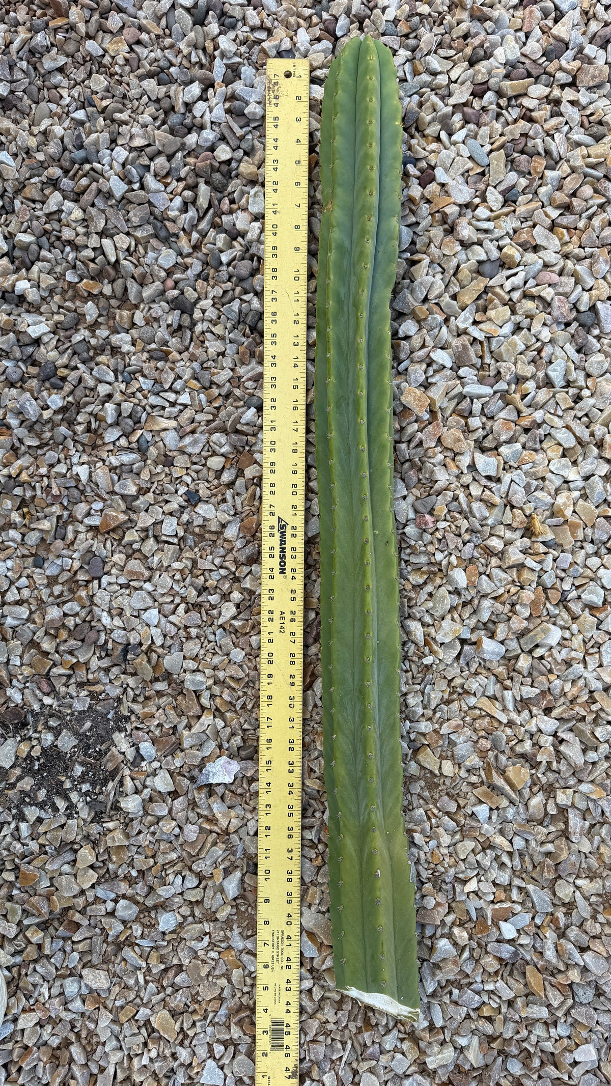 One of a kind San Pedro cactus cutting 43 inches long laid beside a yardstick at Cactus Warehouse