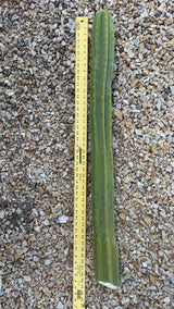 One of a kind San Pedro cactus cutting 43 inches long laid beside a yardstick at Cactus Warehouse