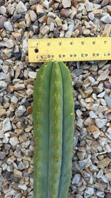 Crown of the 43 inch San Pedro cutting about 4 inches across with a ruler