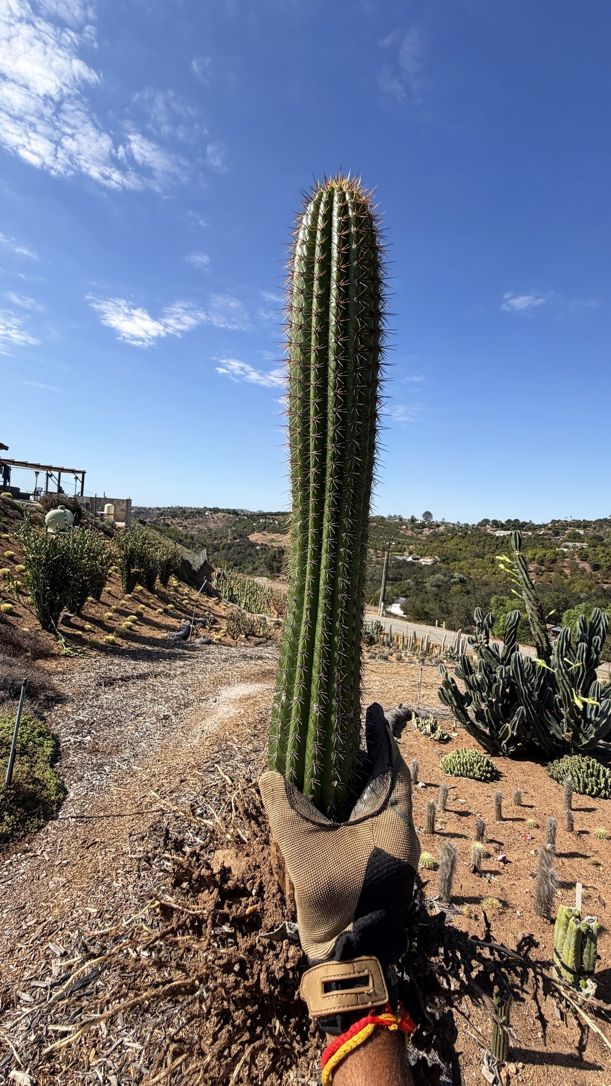 One of a kind Golden Torch cactus Trichocereus spachianus 23.5 inches held up on the farm at Cactus Warehouse