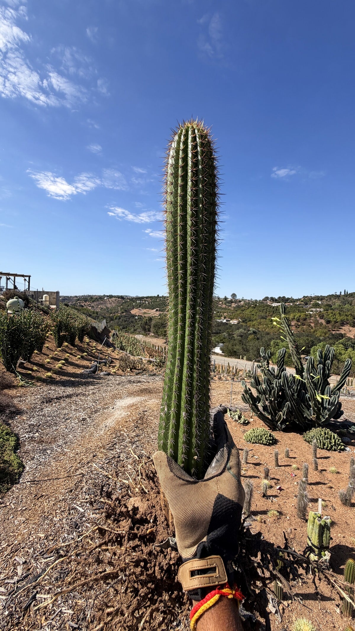 Golden Torch cactus freshly dug with roots on the Fallbrook farm