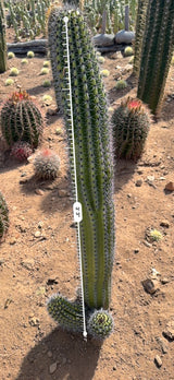 Organ Pipe Cactus measured at 3 feet 3 inches tall