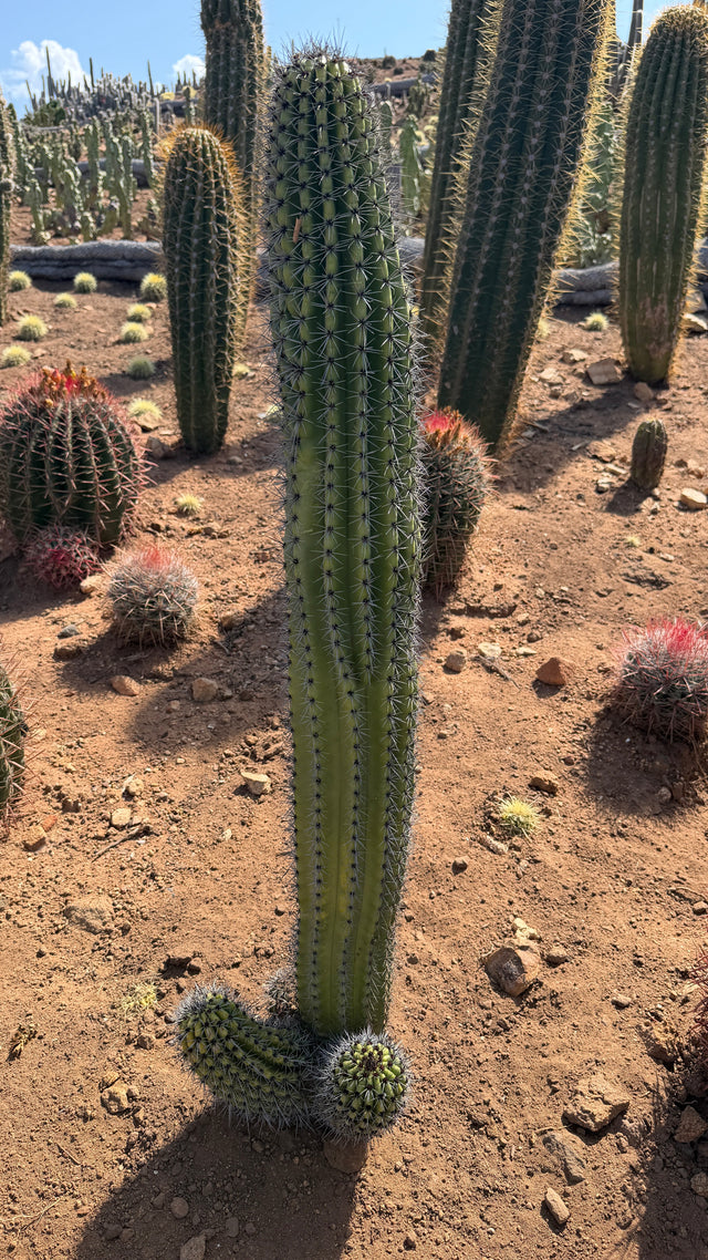 Organ Pipe Cactus 3 ft 3 in tall with three pups at the base