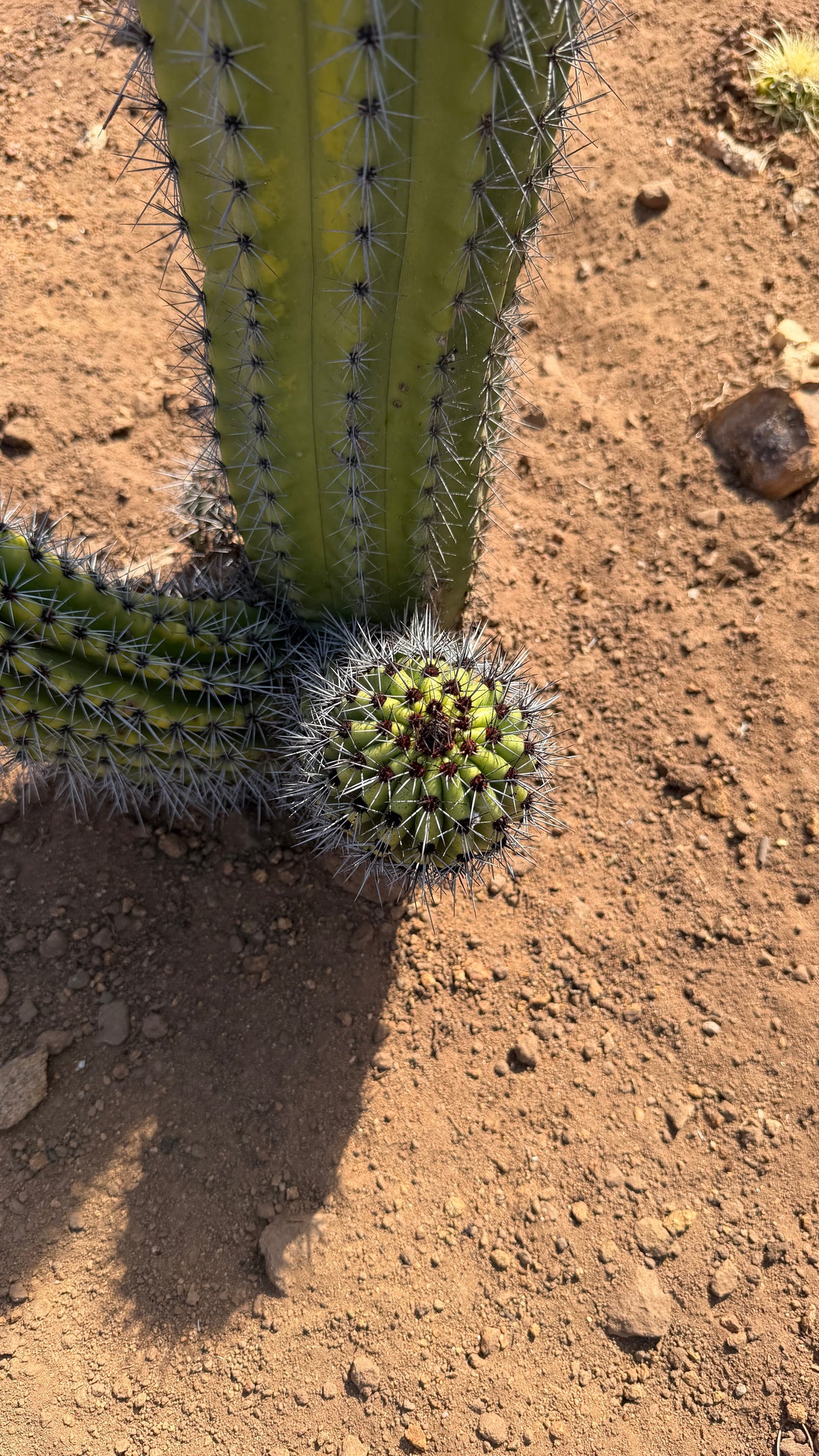 Base of the Organ Pipe showing a round pup breaking ground