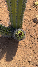 Base of the Organ Pipe showing a round pup breaking ground