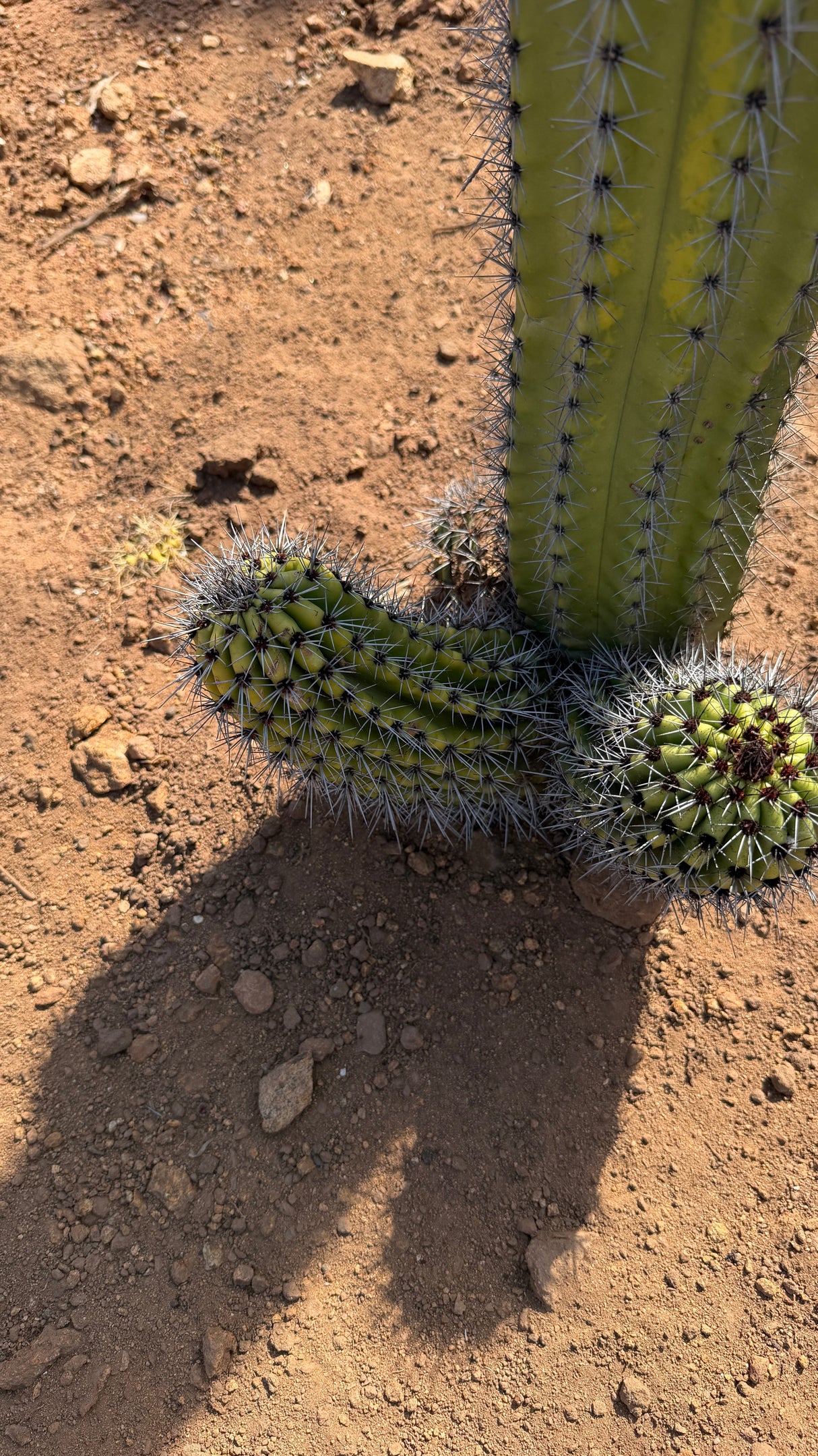 Close view of the three basal pups on the Organ Pipe Cactus