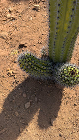 Close view of the three basal pups on the Organ Pipe Cactus