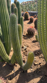 Organ Pipe column and pups in the growing field