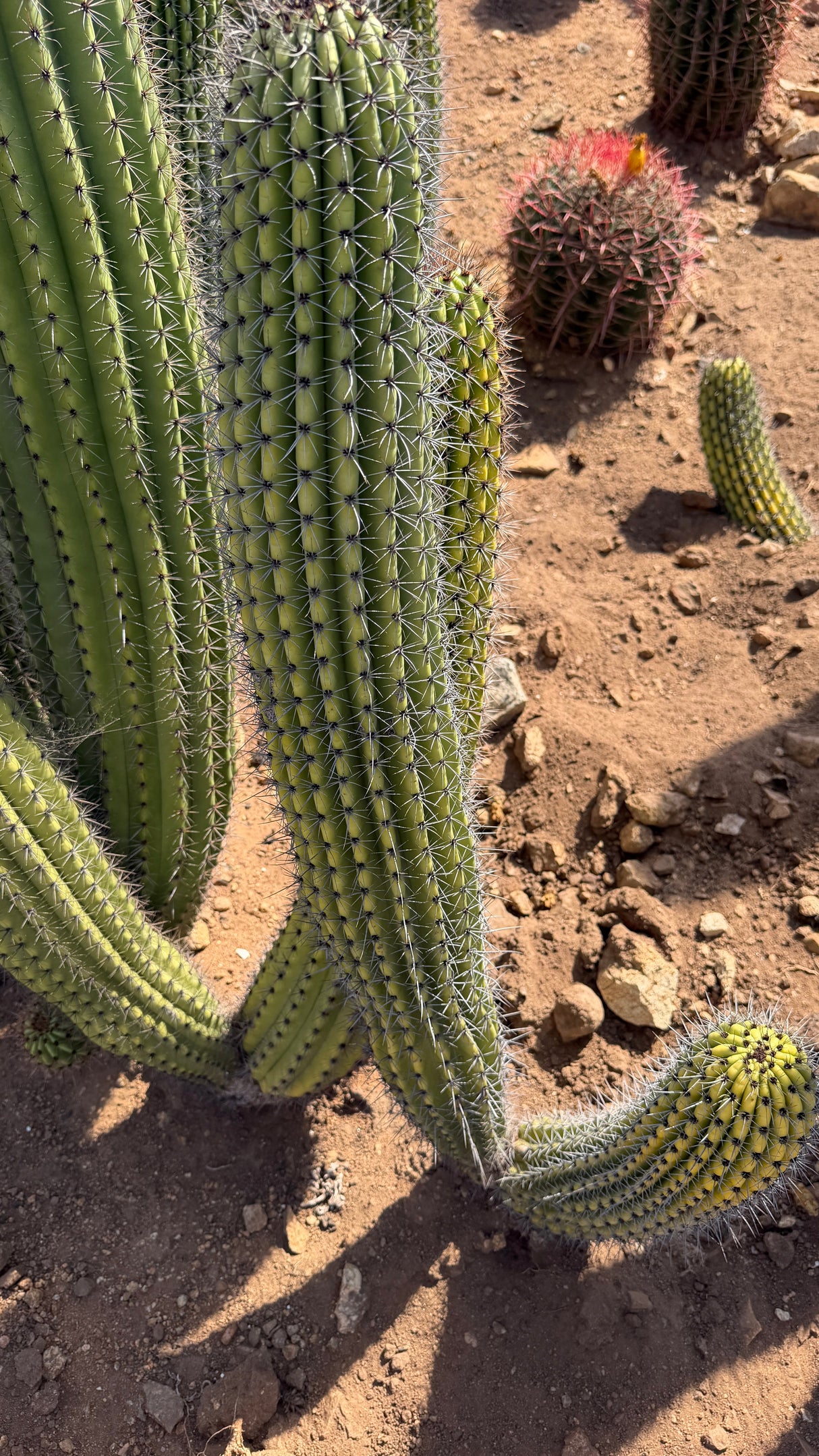 Organ Pipe Cactus column with basal pups, side view