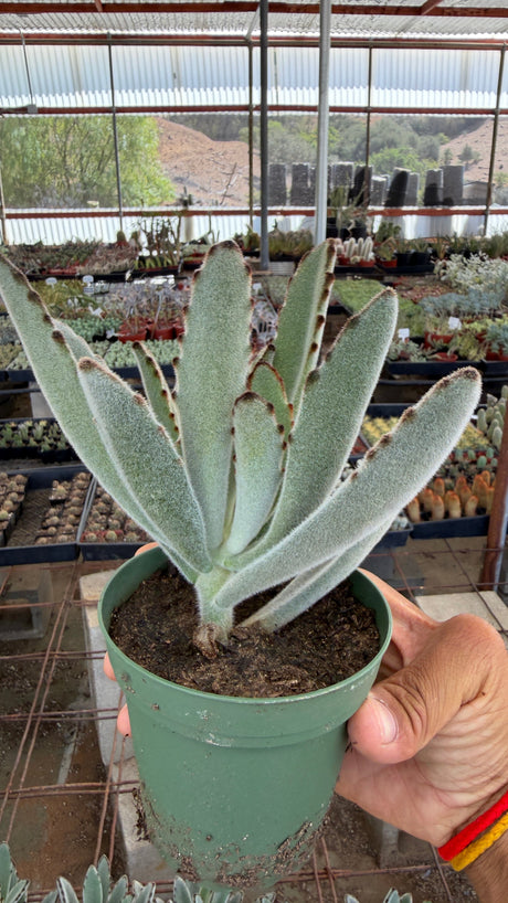 Large full Panda Plant Kalanchoe tomentosa in 4 inch pot