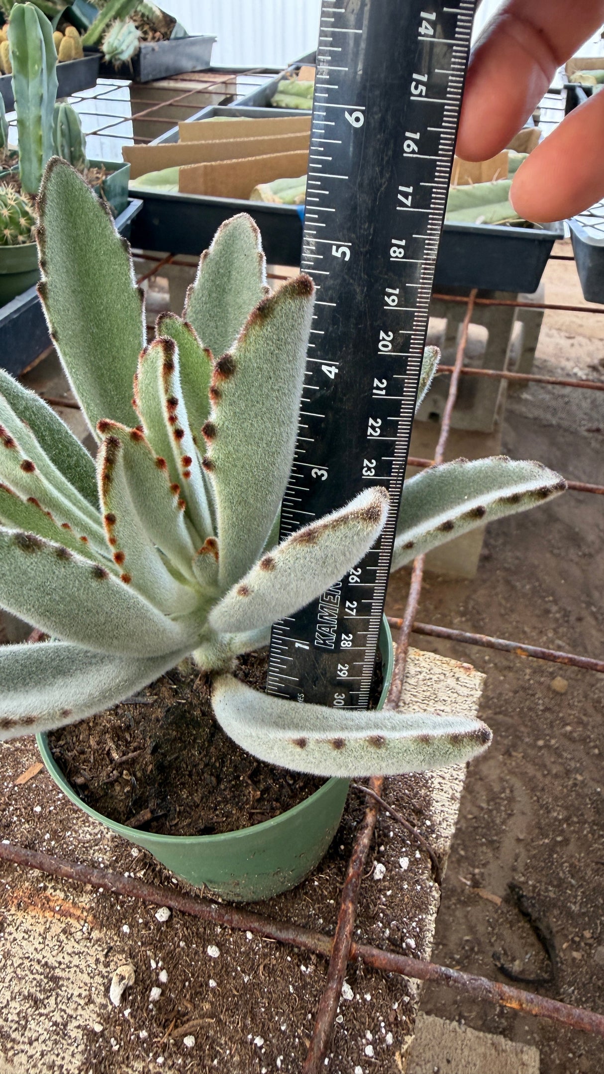 Large Panda Plant Kalanchoe tomentosa with ruler showing about 5.5 inches tall