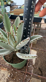 Large Panda Plant Kalanchoe tomentosa with ruler showing about 5.5 inches tall