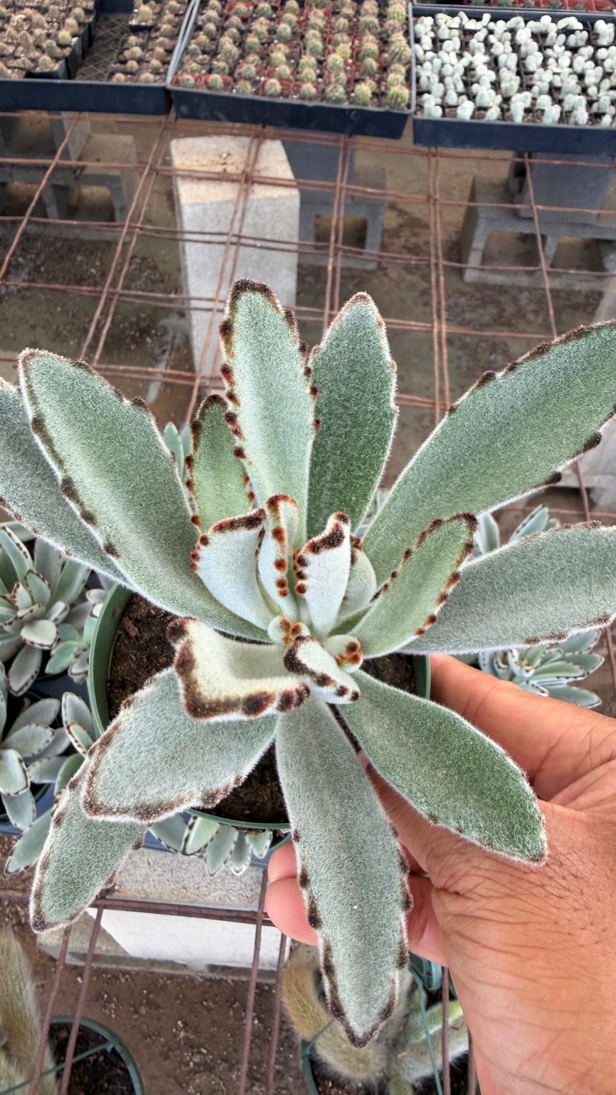 Large Panda Plant Kalanchoe tomentosa top view