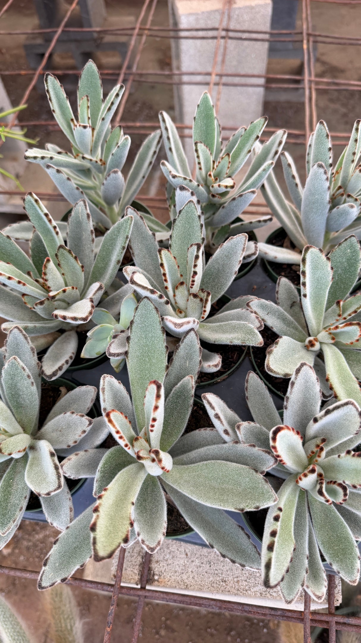 Tray of large Panda Plant Kalanchoe tomentosa